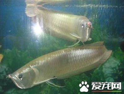 龍魚貴嗎，龍魚價格波動原因如何辨別龍魚交易市場在哪里