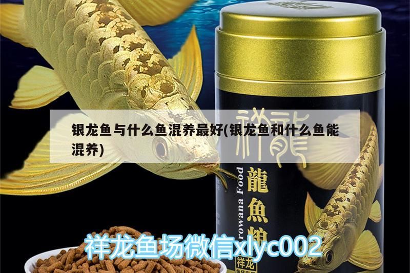 銀龍魚與什么魚混養最好(銀龍魚和什么魚能混養)