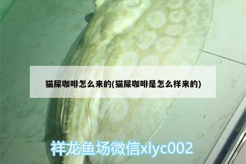 貓屎咖啡怎么來的(貓屎咖啡是怎么樣來的) 貓屎咖啡怎么來的(貓屎咖啡是怎么樣來的) 馬來西亞咖啡