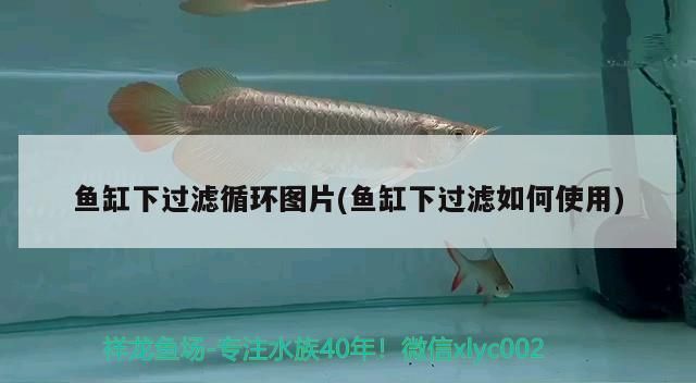 飼料 魚缸下過濾循環圖片(魚缸下過濾如何使用) 黃金貓魚百科 魚缸下過濾循環圖片(魚缸下過濾如何使用) 魚缸下過濾循環圖片(魚缸下過濾如何使用) 黃金貓魚百科