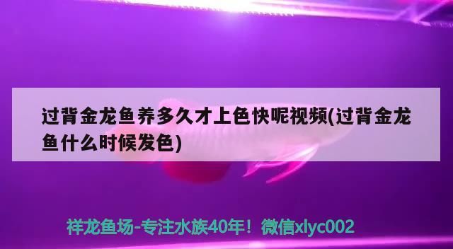 過背金龍魚養(yǎng)多久才上色快呢視頻(過背金龍魚什么時(shí)候發(fā)色)