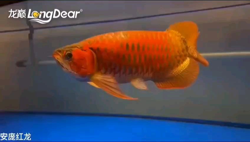 轉發607 轉發607 龍魚論壇