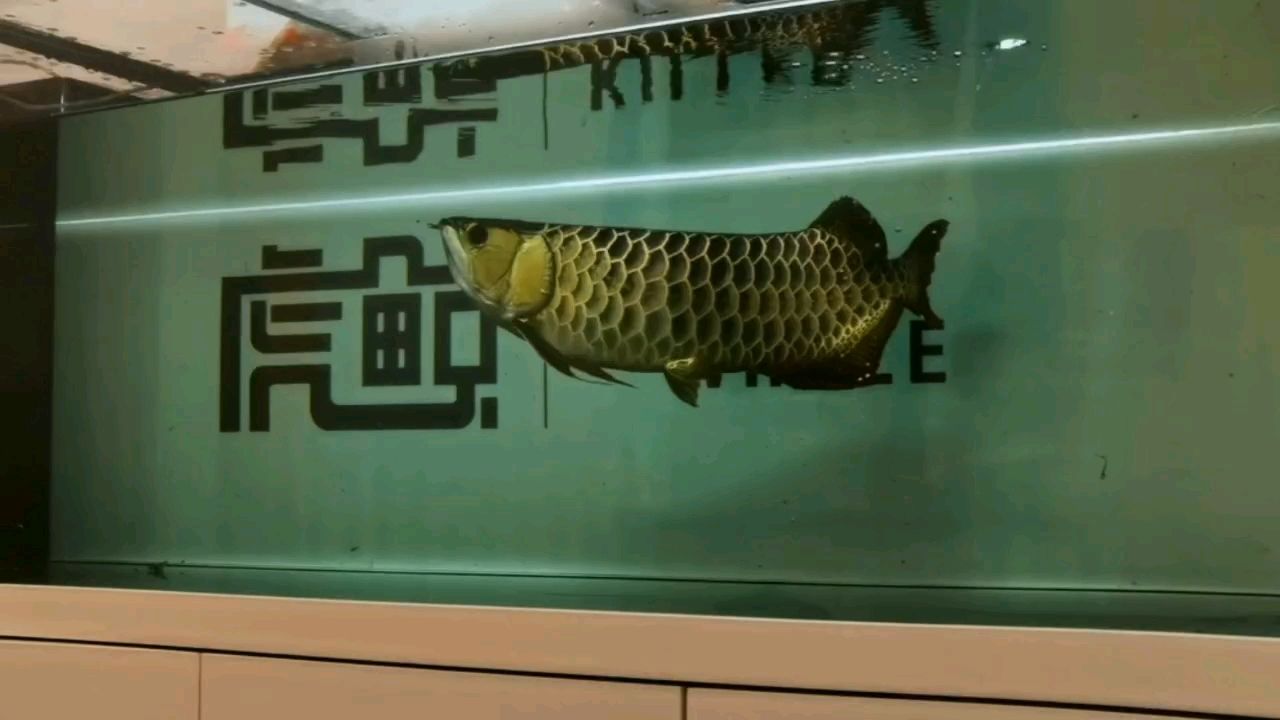換個新魚缸 換個新魚缸 龍魚論壇