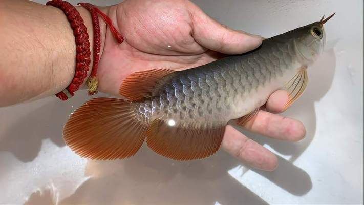 龍魚變紅的最好方法視頻播放：視頻播放龍魚變紅的最好方法