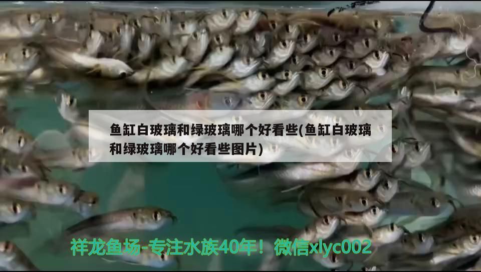 玻璃做魚缸怎么粘才牢固:如何自制玻璃魚缸 魚缸白玻璃和綠玻璃哪個好看些(魚缸白玻璃和綠玻璃哪個好看些圖片) 黃金貓魚百科 魚缸白玻璃和綠玻璃哪個好看些(魚缸白玻璃和綠玻璃哪個好看些圖片) 魚缸白玻璃和綠玻璃哪個好看些(魚缸白玻璃和綠玻璃哪個好看些圖片) 黃金貓魚百科
