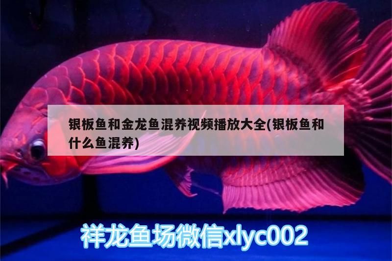 銀板魚和金龍魚混養視頻播放大全(銀板魚和什么魚混養) 錦鯉魚百科 第3張 銀板魚和金龍魚混養視頻播放大全(銀板魚和什么魚混養) 銀板魚和金龍魚混養視頻播放大全(銀板魚和什么魚混養) 錦鯉魚百科 第3張
