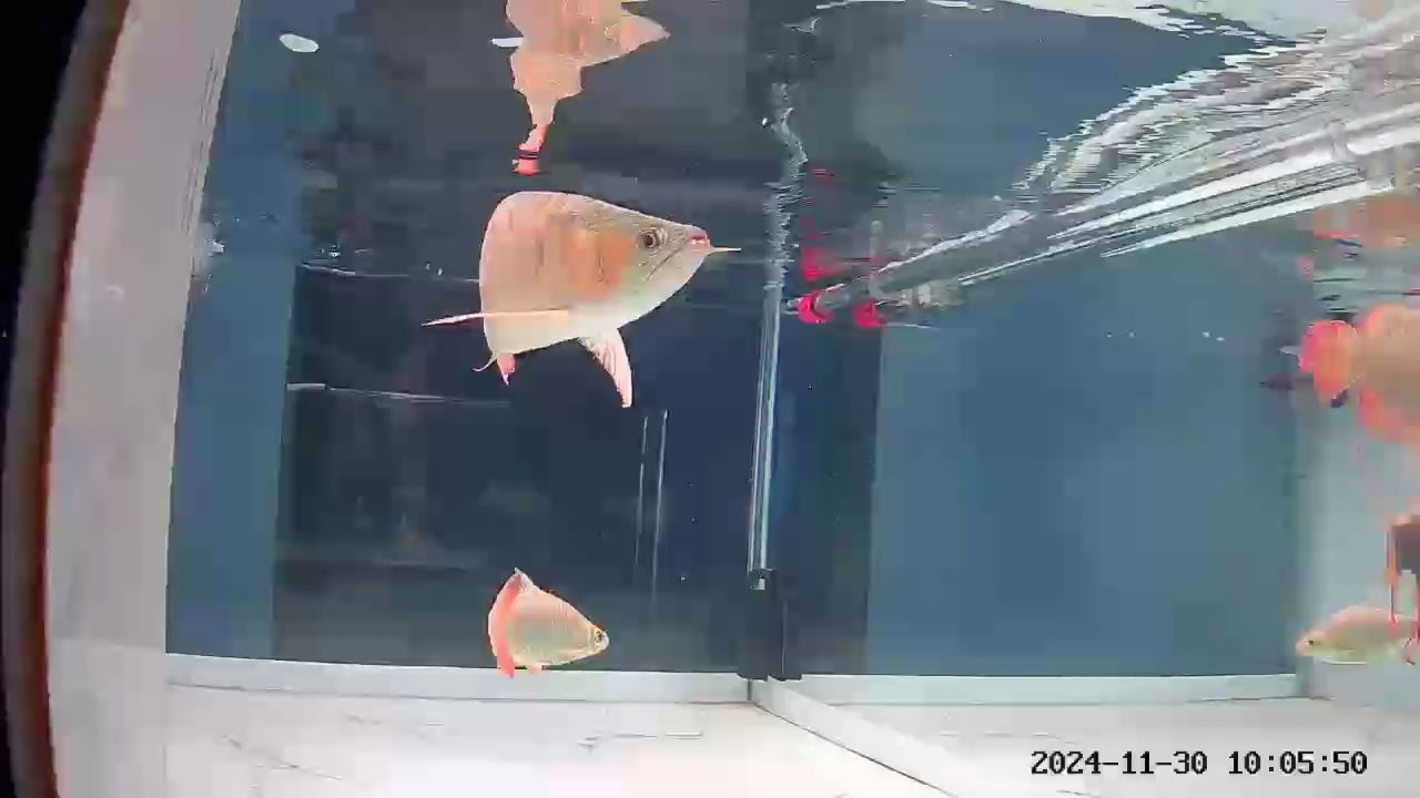 超級黑旋風