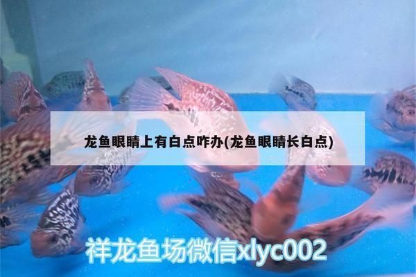 紅龍魚眼睛有白膜怎么辦下鹽時可以喂食嗎：紅龍魚眼睛出現白膜可能由多種原因導致 紅龍魚眼睛有白膜怎么辦下鹽時可以喂食嗎：紅龍魚眼睛出現白膜可能由多種原因導致 紅龍魚百科 第4張