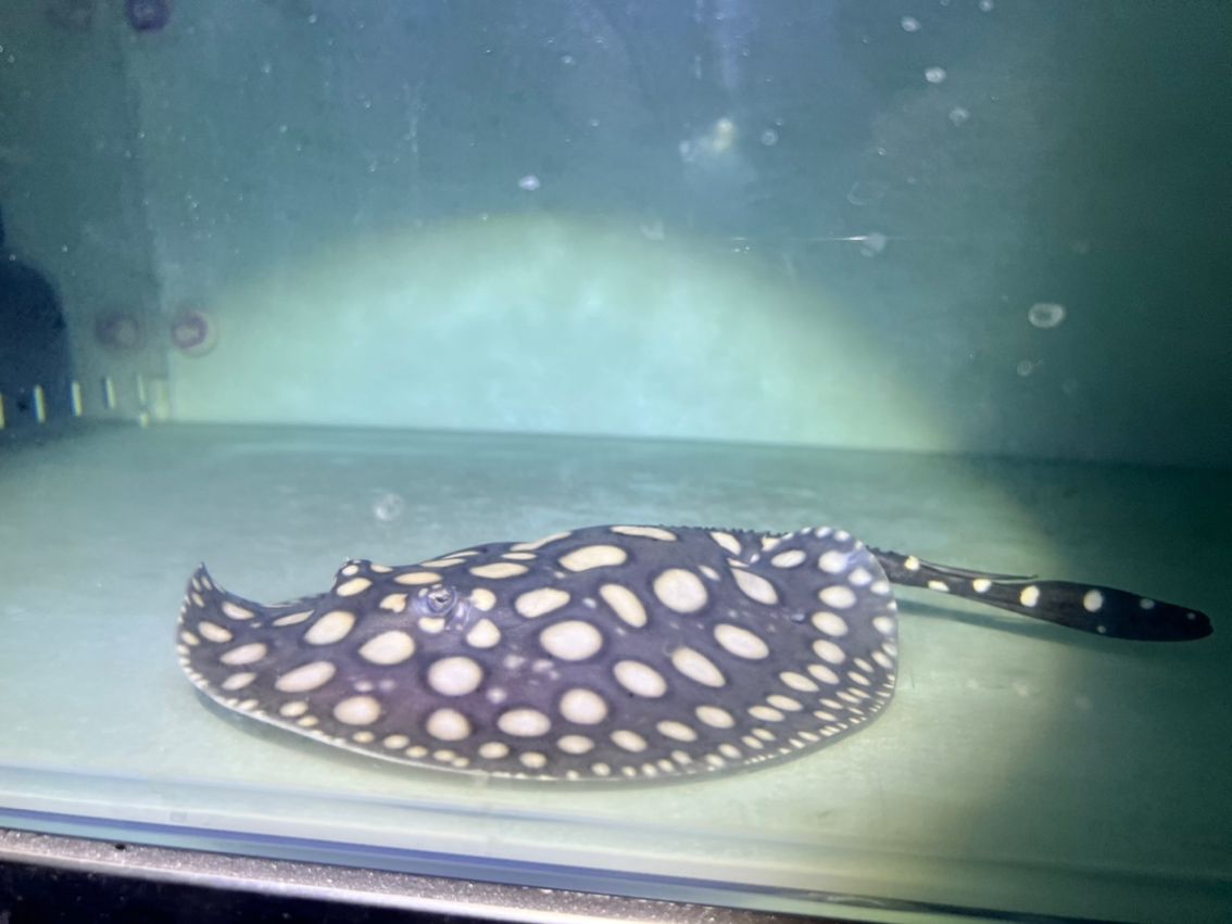 獨山龍魚在人工飼養下如何，獨山龍魚在人工飼養下如何區分獨山龍魚與人工飼養