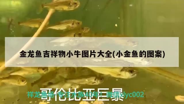 金龍魚吉祥物小牛圖片大全(小金魚的圖案) 金龍魚吉祥物小牛圖片大全(小金魚的圖案) 金龍魚百科