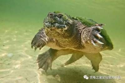 豬鼻龜苗子水位多少合適：豬鼻龜養殖水位管理的最佳實例分享：水位管理的最佳實例分享