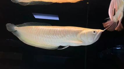 祥龍水族聯盟參與的水族展會（祥龍水族聯盟參與水族展會）