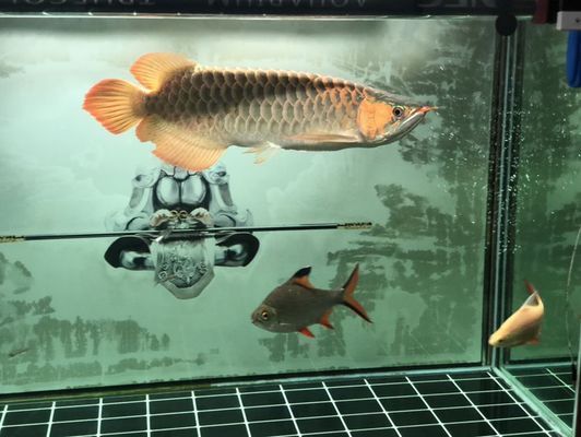 龍魚翻腮手術能痊愈嗎多少錢vs祥龍魚場：龍魚翻腮手術是否能痊愈