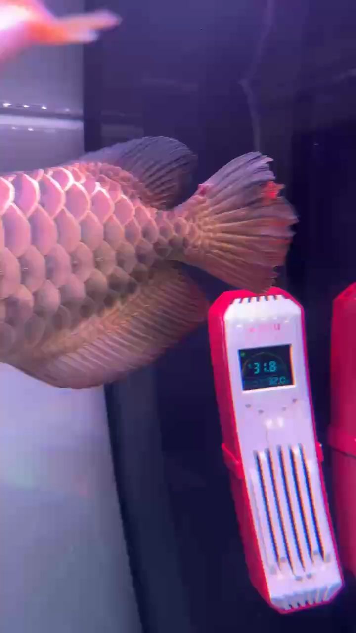 魚缸用增氧泵價格是多少:魚缸增氧機-xtrac增氧機-xtrac增氧機 請問是不是箭蟲咬的? 龍魚論壇 請問是不是箭蟲咬的? 請問是不是箭蟲咬的? 龍魚論壇
