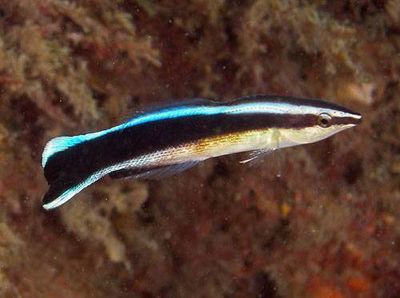 上海觀賞魚批發市場，上海觀賞魚批發市場的發展