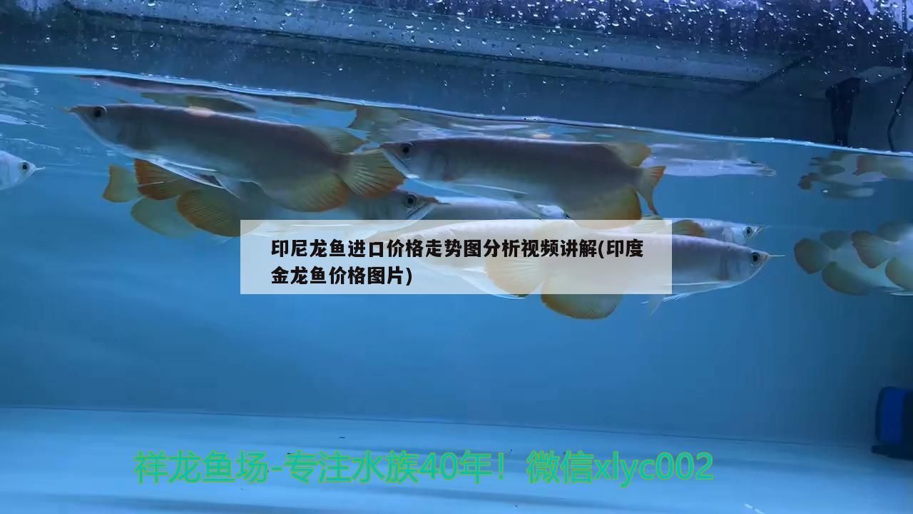 大慶森森魚缸專賣電話地址（大慶森田寵物）