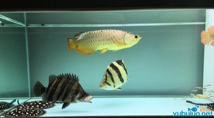 印尼虎魚(yú)苗什么時(shí)候有：印尼虎魚(yú)苗什么時(shí)候上市 印尼虎魚(yú)苗什么時(shí)候有：印尼虎魚(yú)苗什么時(shí)候上市 虎魚(yú)百科 第2張