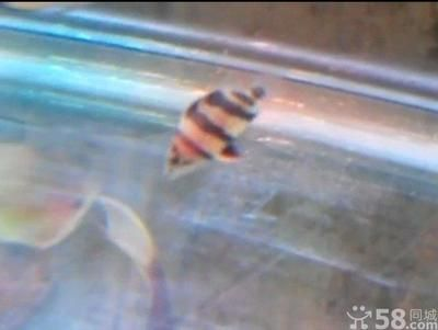 印尼虎魚(yú)苗什么時(shí)候有：印尼虎魚(yú)苗什么時(shí)候上市 印尼虎魚(yú)苗什么時(shí)候有：印尼虎魚(yú)苗什么時(shí)候上市 虎魚(yú)百科 第3張