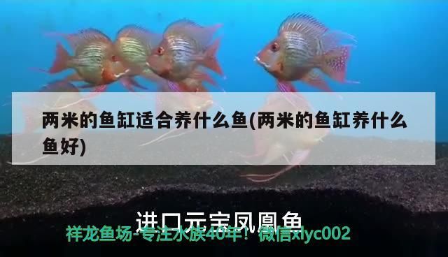 兩米的魚缸適合養什么魚(兩米的魚缸養什么魚好)