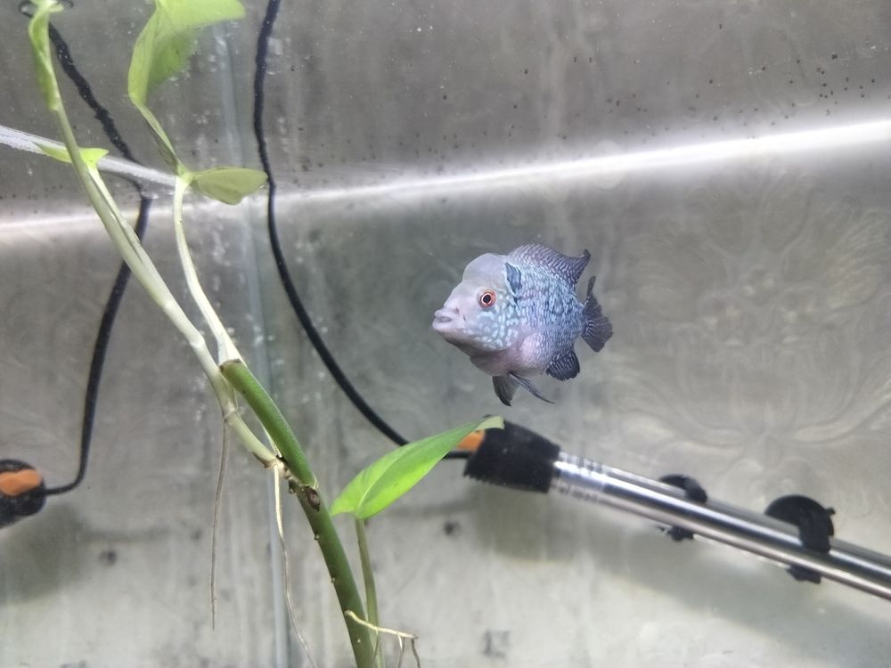 有頭座了