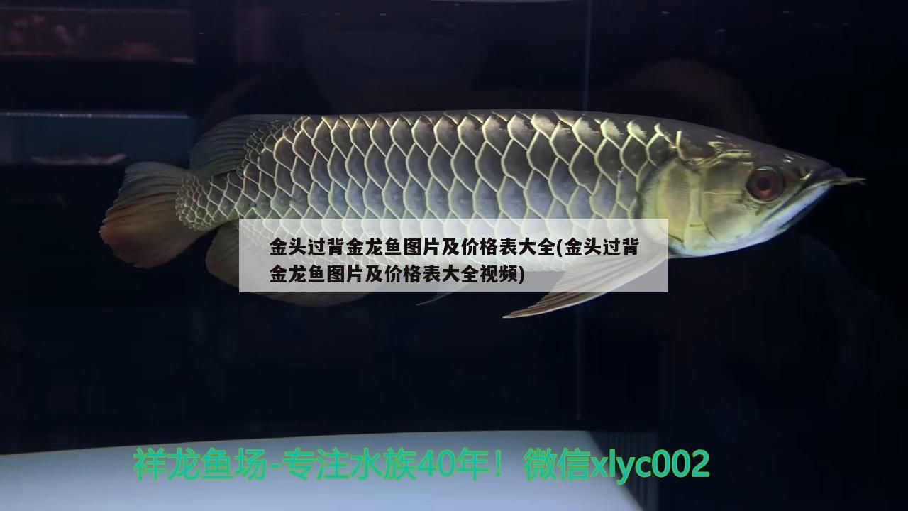 金頭過背金龍魚圖片及價格表大全(金頭過背金龍魚圖片及價格表大全視頻)