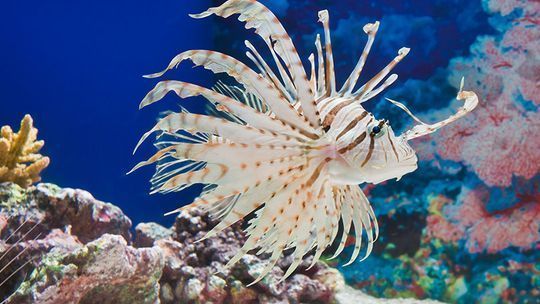 水族館簡介50字：上海海洋水族館特色展覽介紹全球最大水族館是哪個