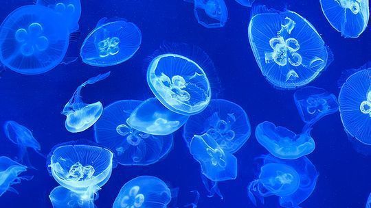 水族館簡介50字：上海海洋水族館特色展覽介紹全球最大水族館是哪個