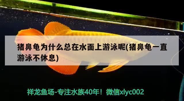 豬鼻龜為什么總在水面上游泳呢(豬鼻龜一直游泳不休息) 豬鼻龜為什么總在水面上游泳呢(豬鼻龜一直游泳不休息) 豬鼻龜百科