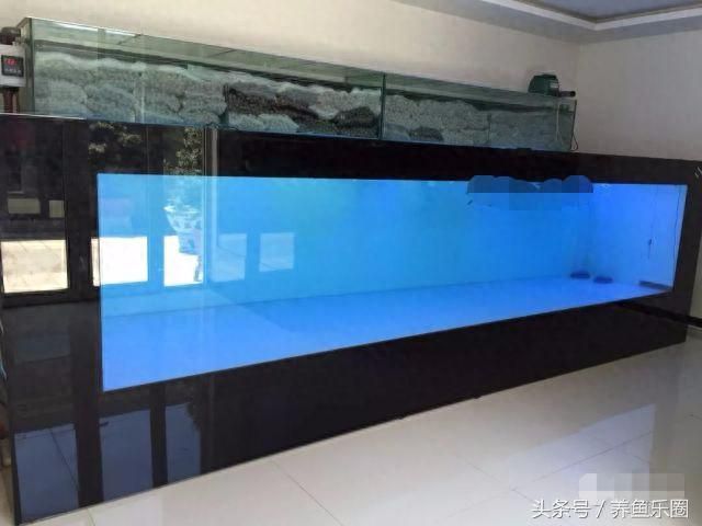 40寬魚缸適合養魟魚：40寬魚缸適合養魟魚嗎 40寬魚缸適合養魟魚：40寬魚缸適合養魟魚嗎 魟魚百科 第3張