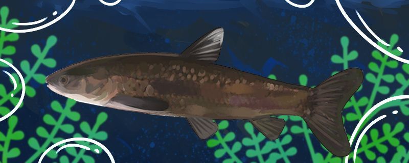 魚缸用增氧泵價格是多少:魚缸增氧機-xtrac增氧機-xtrac增氧機 青魚能自己繁殖嗎為什么不能自己繁殖 錦鯉魚百科 青魚能自己繁殖嗎為什么不能自己繁殖 青魚能自己繁殖嗎為什么不能自己繁殖 錦鯉魚百科
