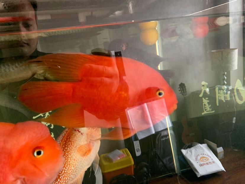 萌寵園寵物店 萌寵園寵物店 全國水族館企業名錄 第2張