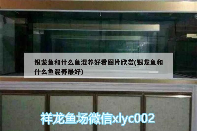 銀龍魚和什么魚混養好看圖片欣賞(銀龍魚和什么魚混養最好)