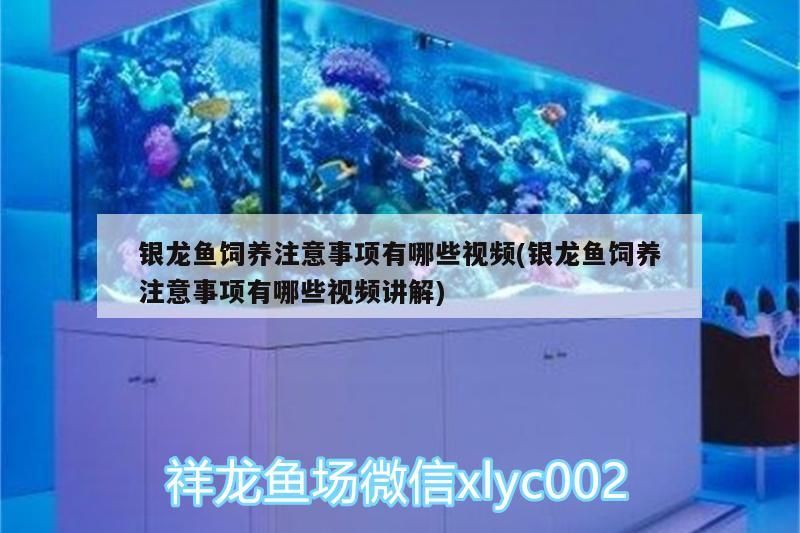 銀龍魚飼養注意事項有哪些視頻(銀龍魚飼養注意事項有哪些視頻講解) 銀龍魚飼養注意事項有哪些視頻(銀龍魚飼養注意事項有哪些視頻講解) 銀龍魚百科