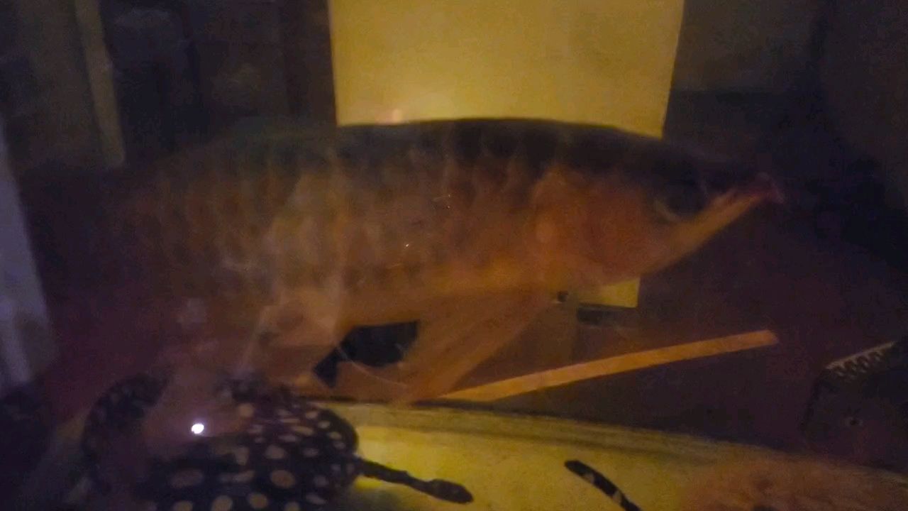 有點黑鱗了。下點黃粉！
