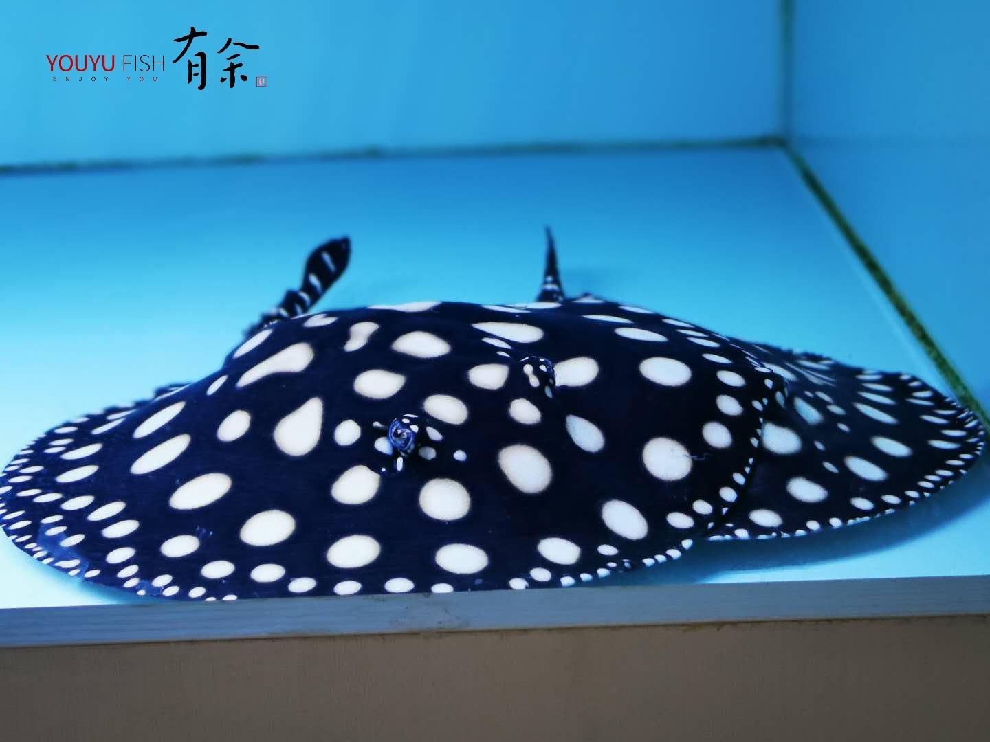 魟魚溫度高了是不是不愛動：魟魚的生活習(xí)性和活動模式會受到水溫的影響
