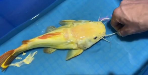 黃金貓魚:貓魚吃什么