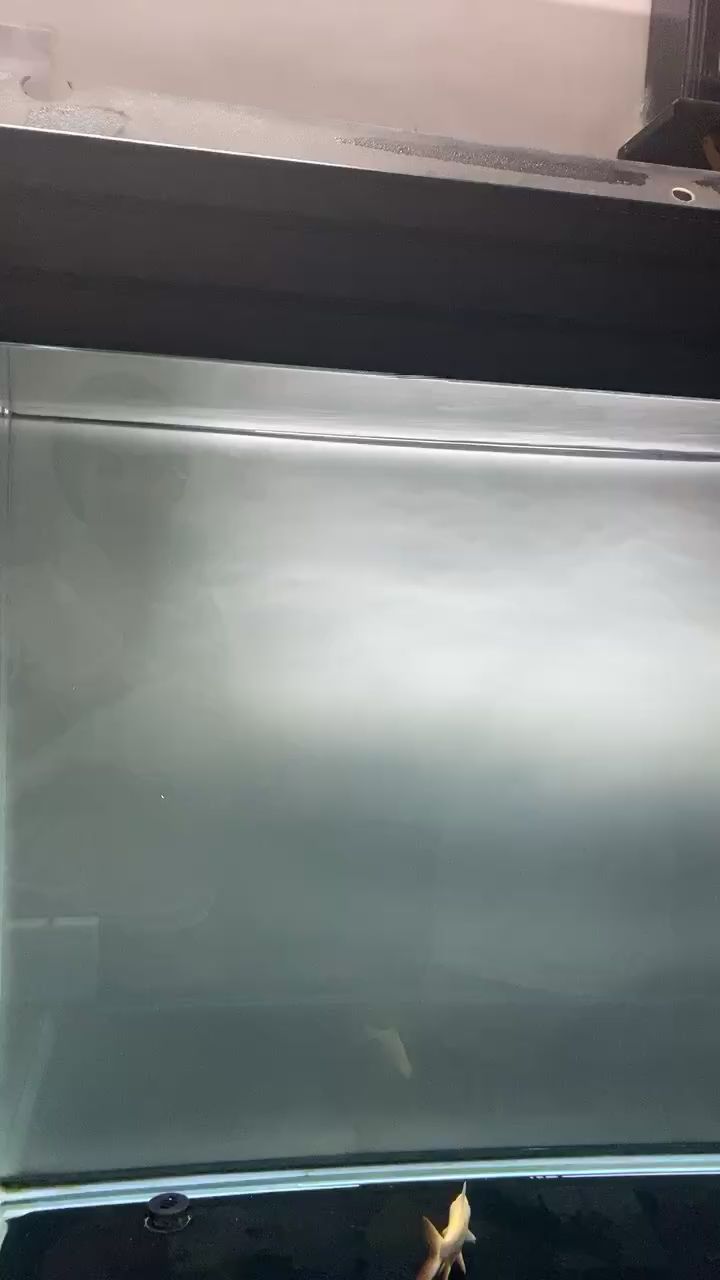 訓狗原音重現不加音樂 訓狗原音重現不加音樂 錦鯉魚百科 第1張