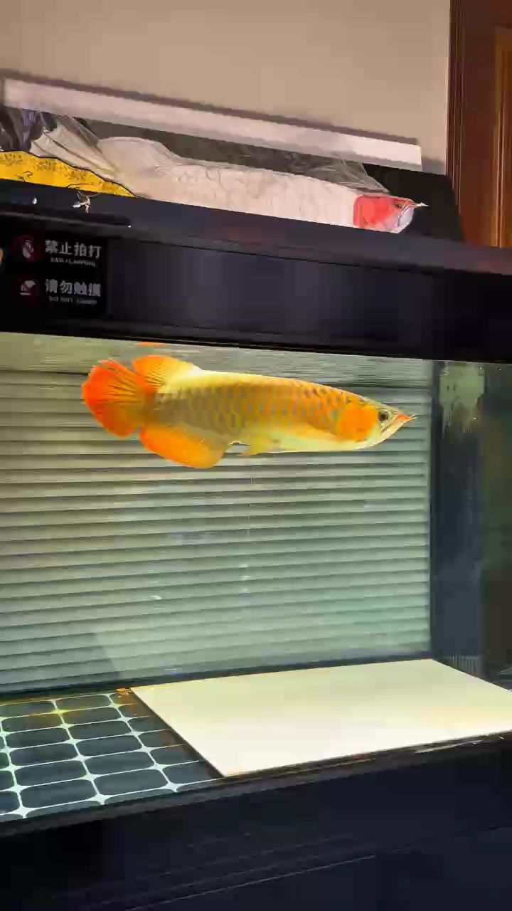 給時間沉淀 給時間沉淀 龍魚論壇