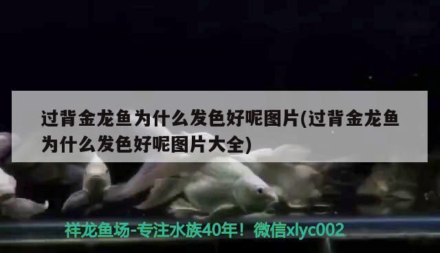 過背金龍魚為什么發色好呢圖片(過背金龍魚為什么發色好呢圖片大全)