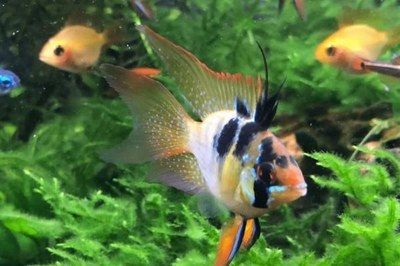 元寶鳳凰魚怎么繁殖下一代:元寶鳳凰魚繁殖最佳水溫,元寶鳳凰魚幼魚飼養要點 元寶鳳凰魚百科 第1張 元寶鳳凰魚怎么繁殖下一代:元寶鳳凰魚繁殖最佳水溫,元寶鳳凰魚幼魚飼養要點 元寶鳳凰魚怎么繁殖下一代:元寶鳳凰魚繁殖最佳水溫,元寶鳳凰魚幼魚飼養要點 元寶鳳凰魚百科 第1張