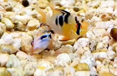 元寶鳳凰魚怎么繁殖下一代:元寶鳳凰魚繁殖最佳水溫,元寶鳳凰魚幼魚飼養要點 元寶鳳凰魚百科 第5張 元寶鳳凰魚怎么繁殖下一代:元寶鳳凰魚繁殖最佳水溫,元寶鳳凰魚幼魚飼養要點 元寶鳳凰魚怎么繁殖下一代:元寶鳳凰魚繁殖最佳水溫,元寶鳳凰魚幼魚飼養要點 元寶鳳凰魚百科 第5張