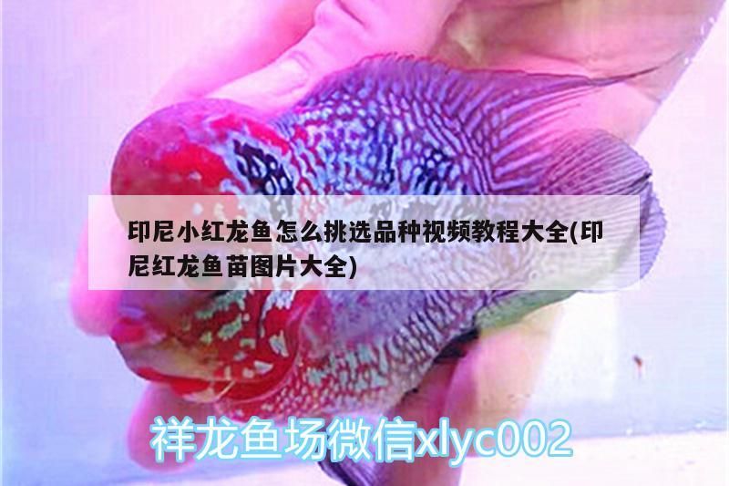 印尼小紅龍魚怎么挑選品種視頻教程大全(印尼紅龍魚苗圖片大全)