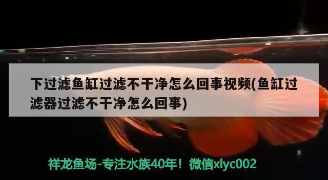 下過濾魚缸過濾不干凈怎么回事視頻(魚缸過濾器過濾不干凈怎么回事)