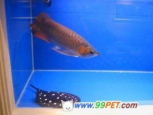 龍魚翻鰓如何治療vs祥龍魚場：祥龍魚場口碑評價，龍魚日常護理要點