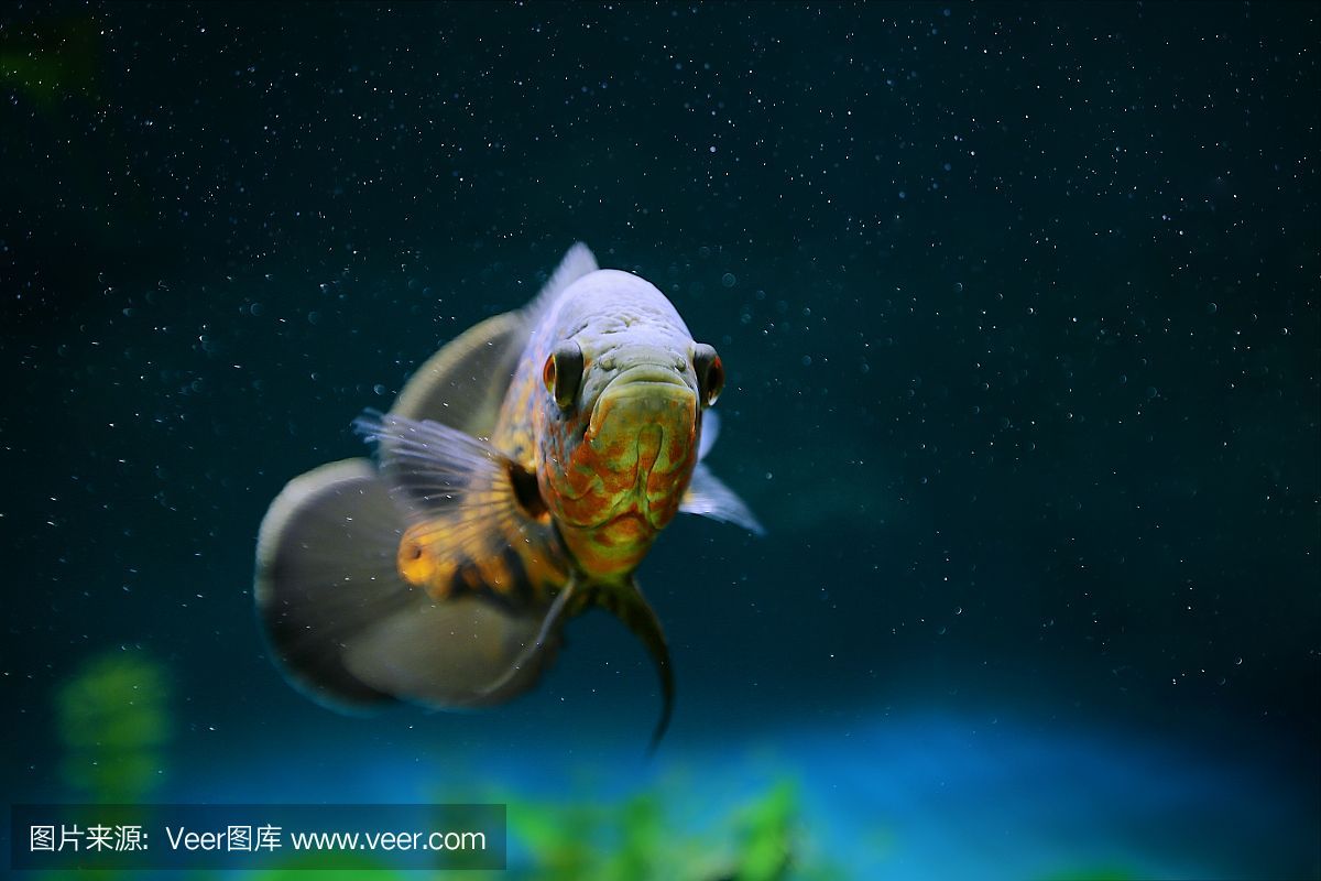 虎魚眼里有氣泡怎么回事：虎魚眼睛里出現氣泡可能是由多種因素引起的