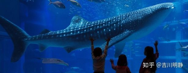 水族館工作怎么樣知乎（水族館飼養員工作待遇如何）