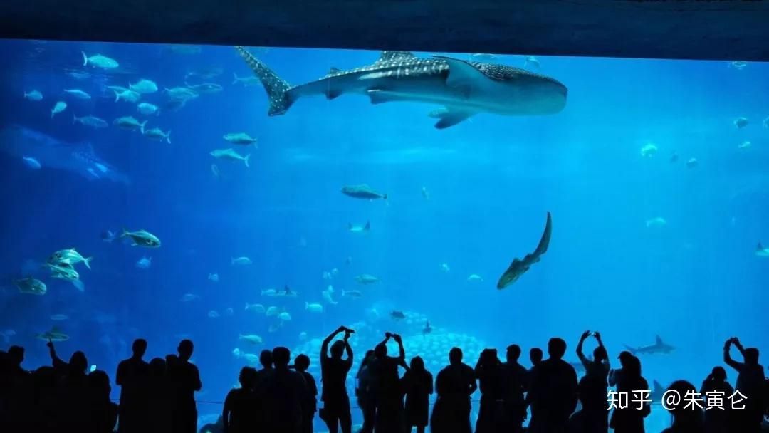 水族館工作怎么樣知乎（水族館飼養員工作待遇如何）
