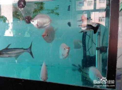 赤血紅龍魚(yú)發(fā)色過(guò)程講解視頻教程（赤血紅龍魚(yú)發(fā)色過(guò)程講解視頻教程全集） 赤血紅龍魚(yú)發(fā)色過(guò)程講解視頻教程（赤血紅龍魚(yú)發(fā)色過(guò)程講解視頻教程全集） 觀賞魚(yú)百科