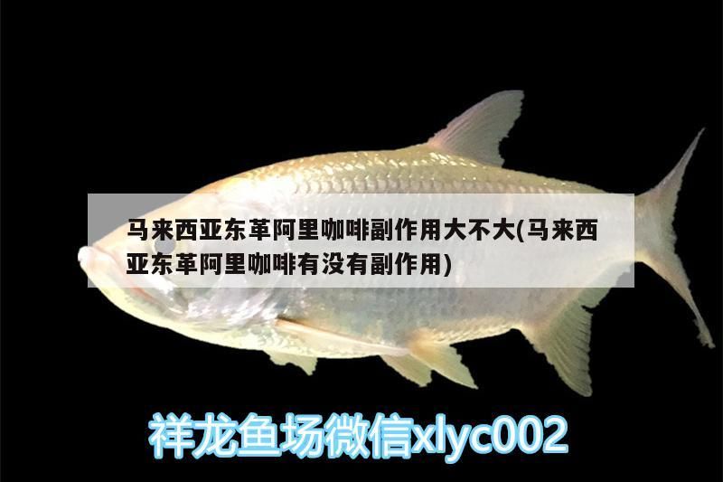 馬來西亞東革阿里咖啡副作用大不大(馬來西亞東革阿里咖啡有沒有副作用) 馬來西亞東革阿里咖啡副作用大不大(馬來西亞東革阿里咖啡有沒有副作用) 馬來西亞咖啡