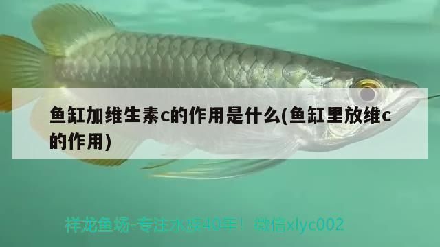 龍魚缸放維生素c的作用和功效vs祥龍魚場：祥龍魚場的龍魚品種介紹 龍魚缸放維生素c的作用和功效vs祥龍魚場：祥龍魚場的龍魚品種介紹 vs祥龍魚場 第1張
